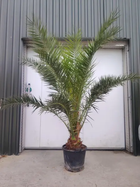 Phoenix Canariensis