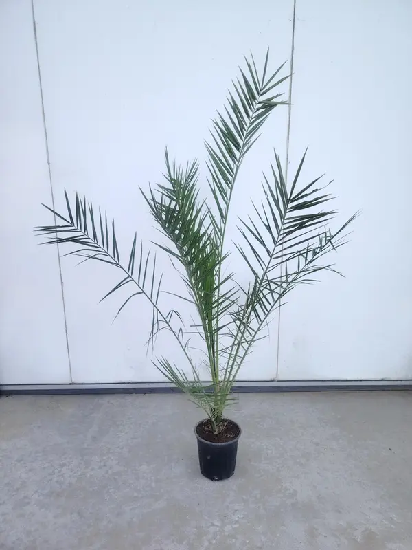 Phoenix canariensis