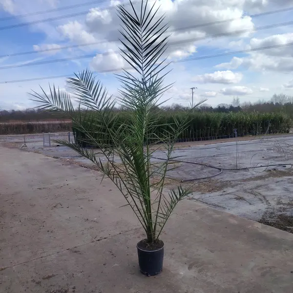 Phoenix Canariensis XL