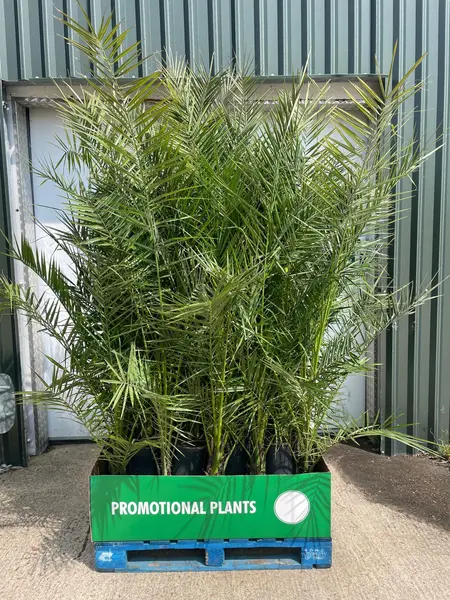 Phoenix Canariensis XL Pallet 32x1