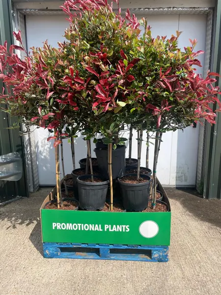 Photinia 1/2 STD Pallet Mix - image 1