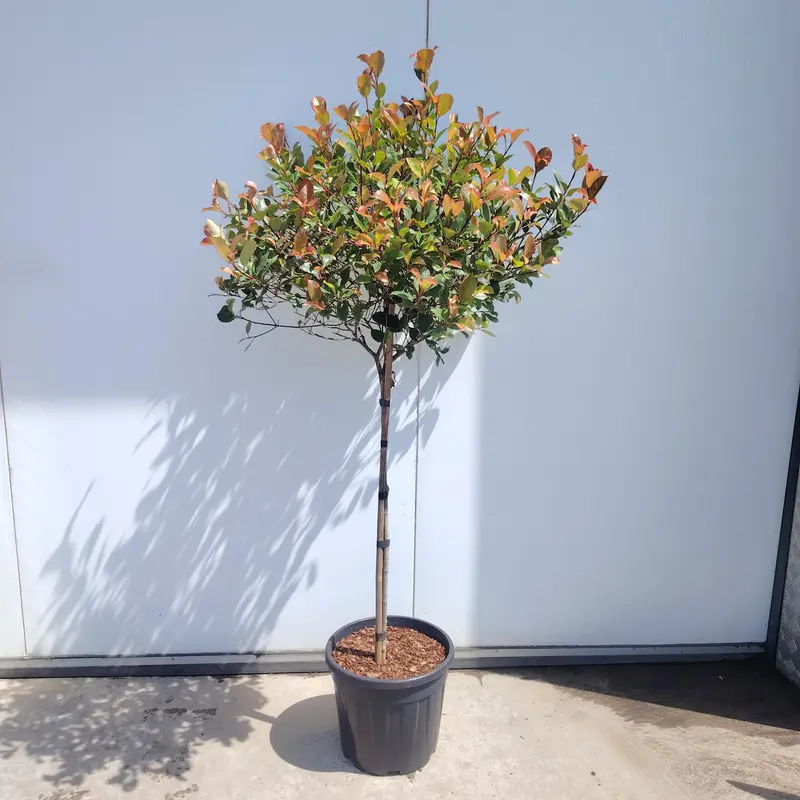 Photinia 1/2 STD Pallet Mix - image 2
