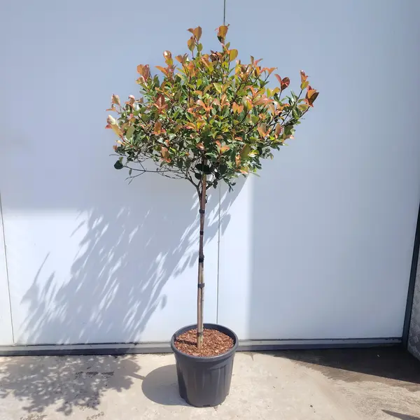 Photinia 1/2 STD Pallet Mix - image 2