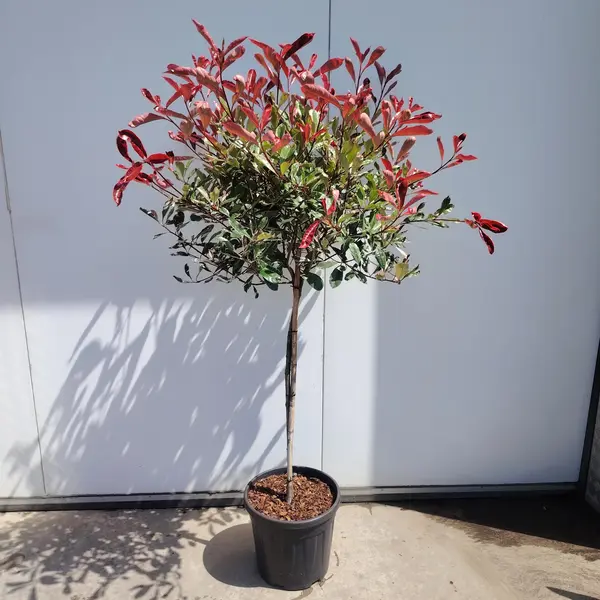 Photinia 1/2 STD Pallet Mix - image 3