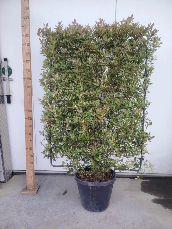 Photinia 'Carre Rouge' Espalier 150x100cm