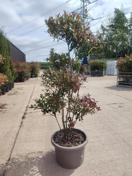 Photinia 'Carre Rouge' Cloud