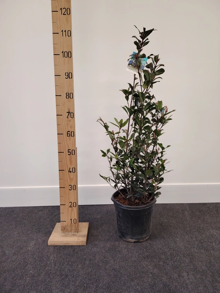 Photinia 'Robusta Compacta'