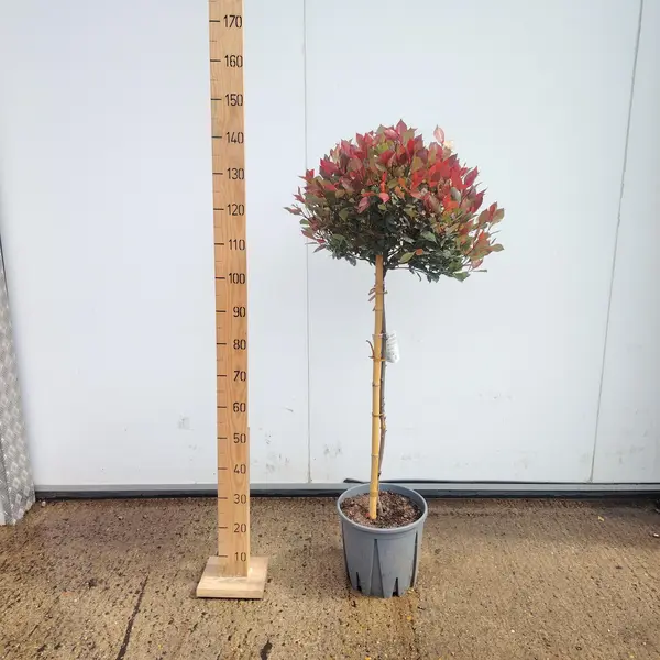 Photinia 'Little Red Robin' 1/2 STD