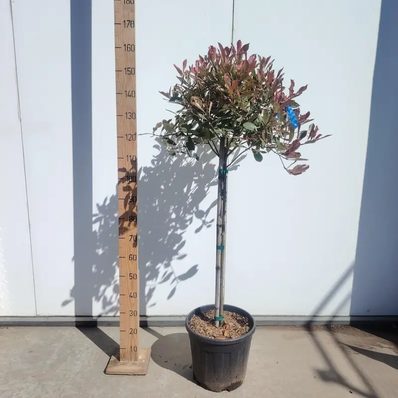 Photinia 'Pink Marble' 1/2 STD