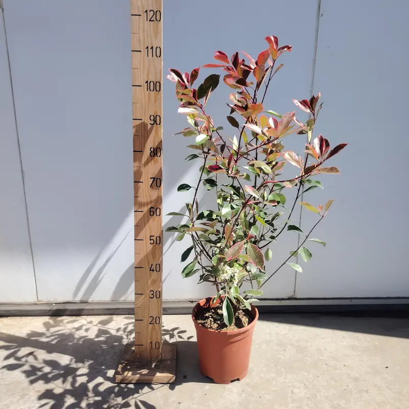 Photinia 'Pink Marble'