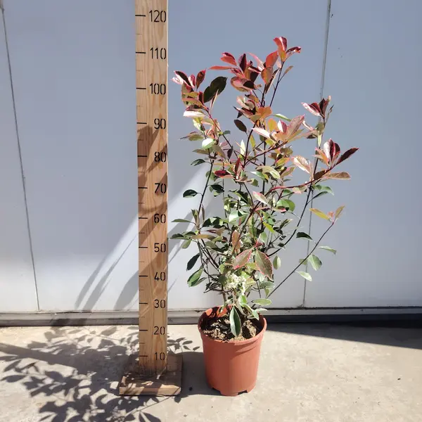Photinia 'Pink Marble'