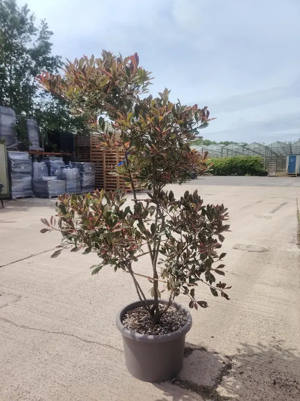 Photinia 'Pink Marble' Cloud