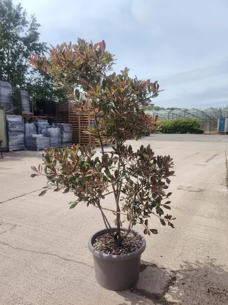 Photinia 'Pink Marble' Cloud
