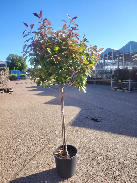 Photinia 'Red Robin' 1/2 STD
