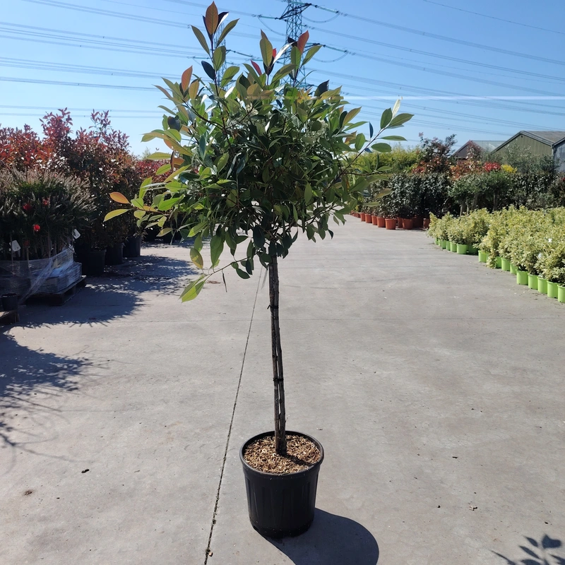 Photinia 'Red Robin' 1/2 STD