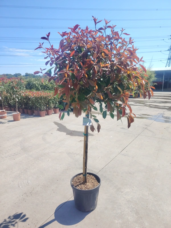 Photinia 'Red Robin' 1/2 STD - image 1