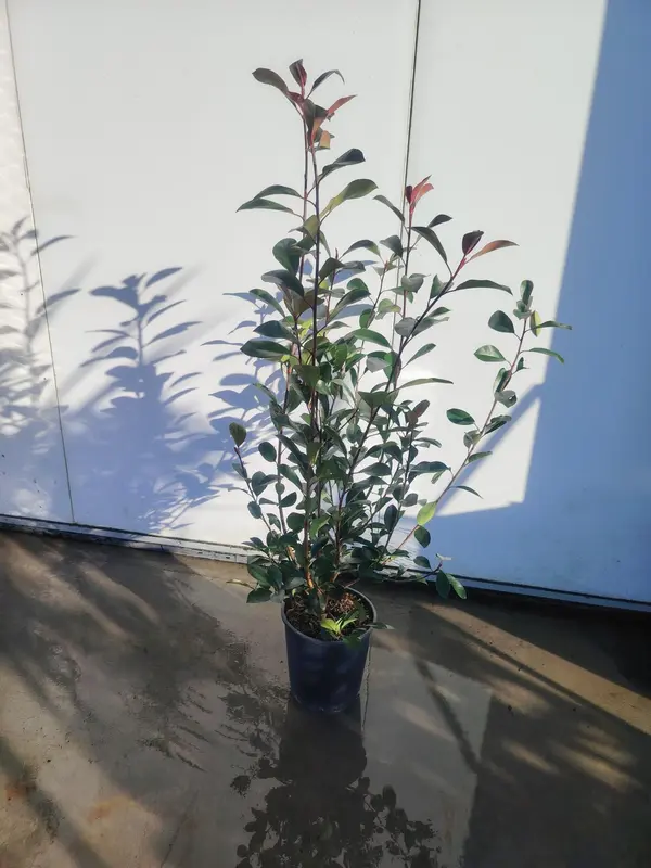 Photinia 'Red Robin'