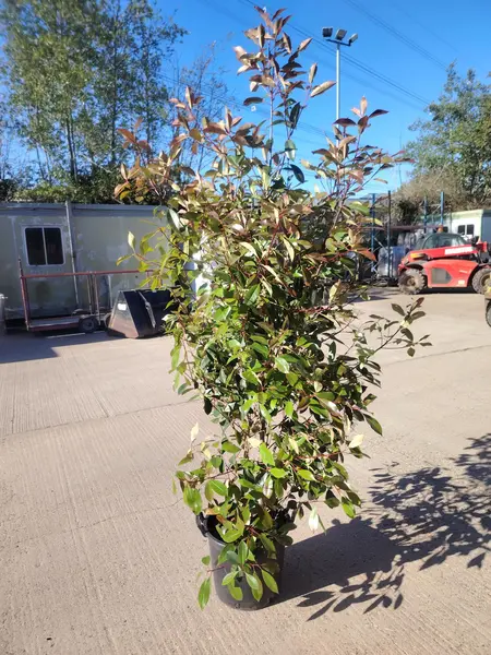 Photinia 'Red Robin'