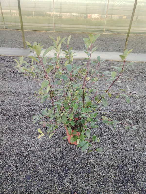 Photinia 'Red Robin'