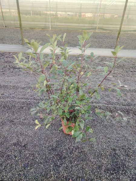 Photinia 'Red Robin'