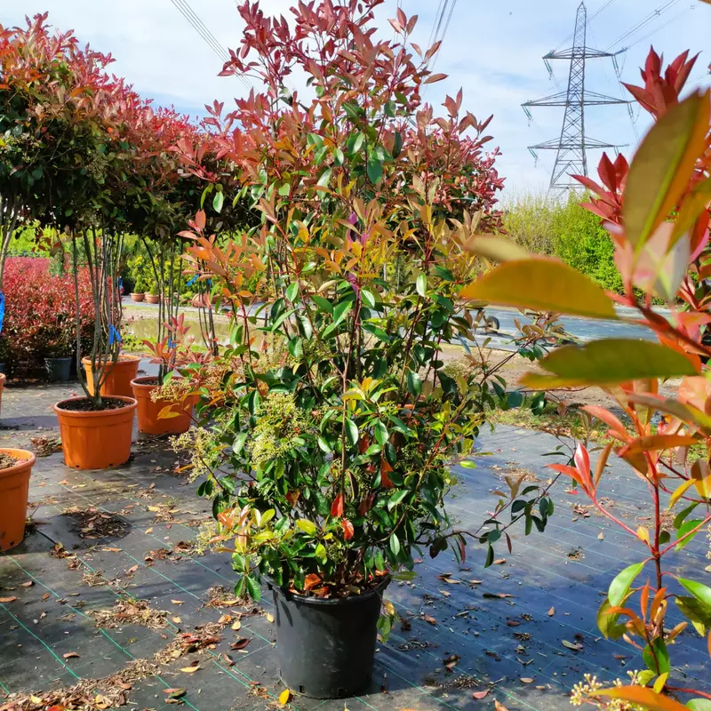 Photinia 'Red Robin' - image 2