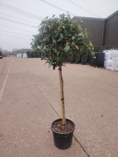 Photinia 'Red Robin' 3/4 STD