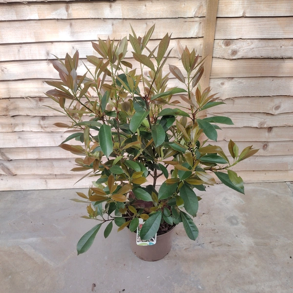 Photinia 'Red Robin'
