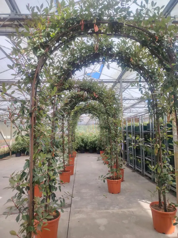 Photinia 'Red Robin' Arch