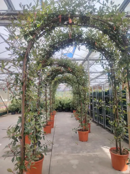Photinia 'Red Robin' Arch