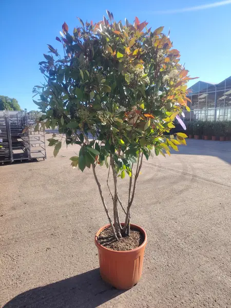 Photinia 'Red Robin' Multistem