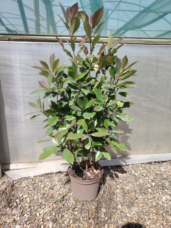Photinia 'Red Robin' Trellis - image 2