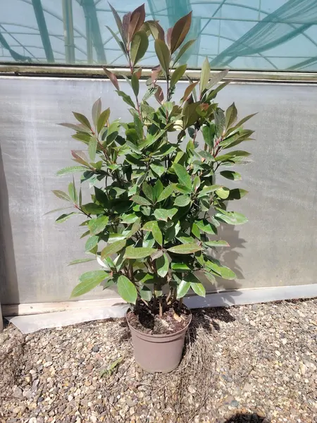 Photinia 'Red Robin' Trellis
