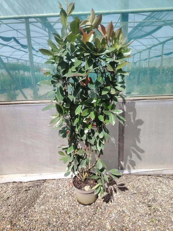 Photinia 'Red Robin' Trellis