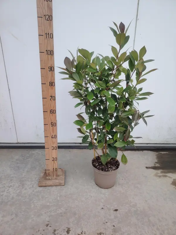 Photinia 'Red Robin' Trellis - image 1