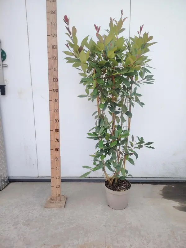 Photinia 'Red Robin' Trellis - image 1