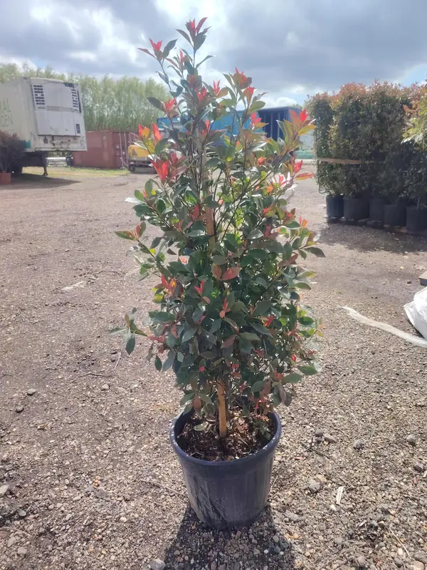  Photinia x Fraseri 'Compacta Carre Rouge Pyramid