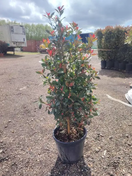  Photinia x Fraseri 'Compacta Carre Rouge Pyramid