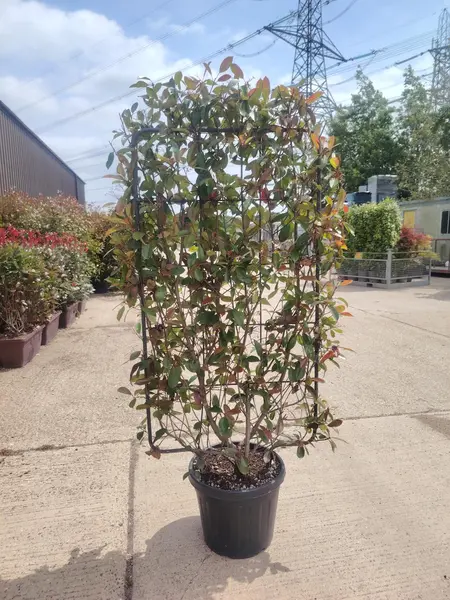  Photinia x Fraseri 'Red Robin' Espalier 130x80cm