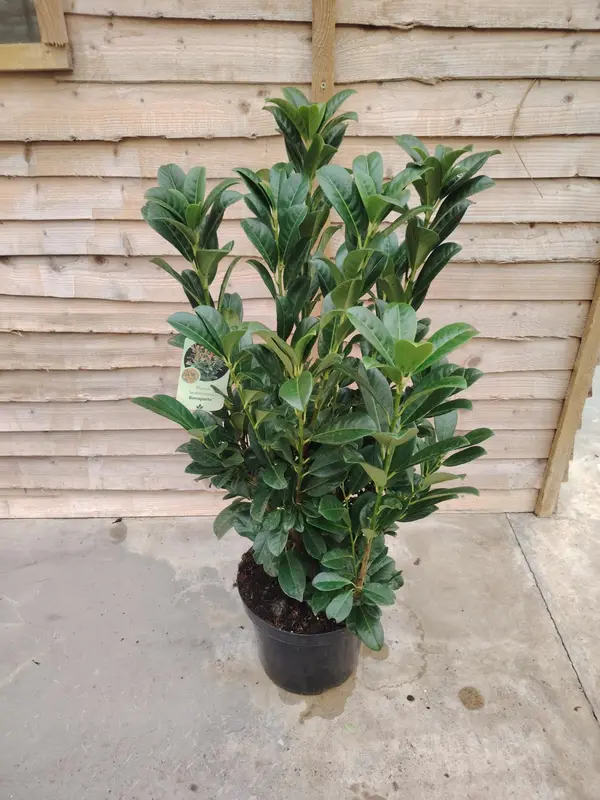 Prunus 'Bonaparte' - image 1