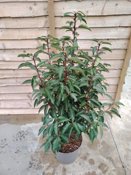 Prunus 'lusitanica'
