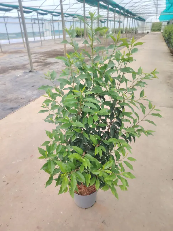 Prunus 'lusitanica'