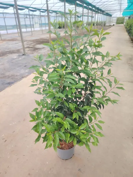 Prunus 'lusitanica'