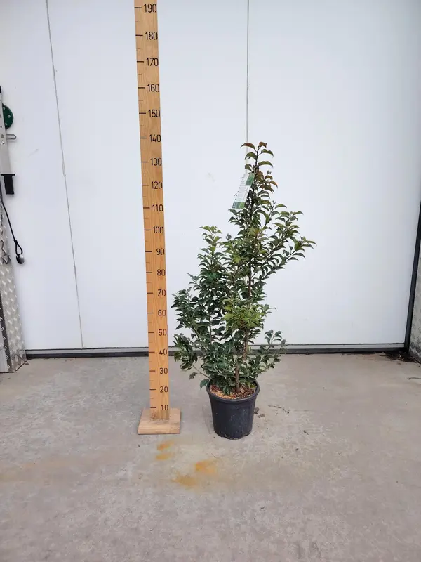 Prunus lusitanica 'Brenelia'