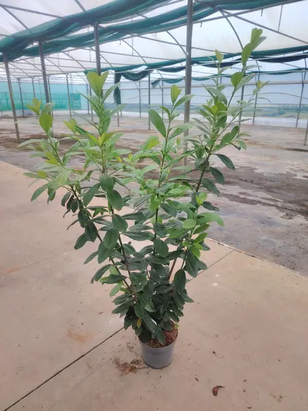 Prunus 'Novita'