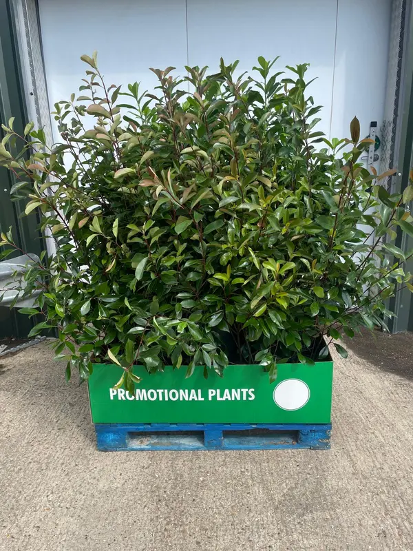 Prunus / Photinia Bush Mix