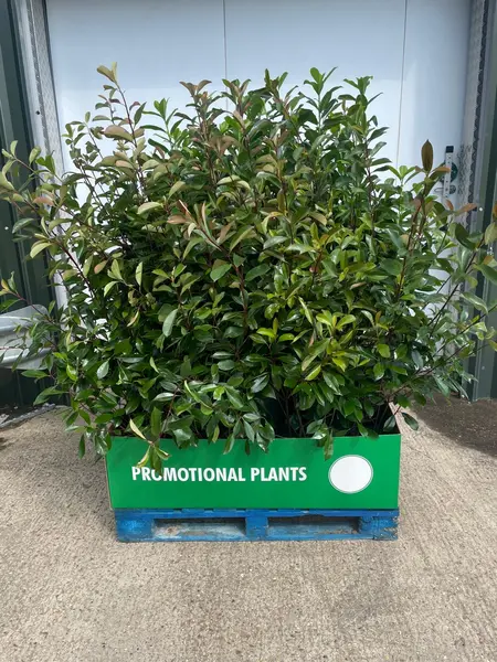 Prunus / Photinia Bush Mix