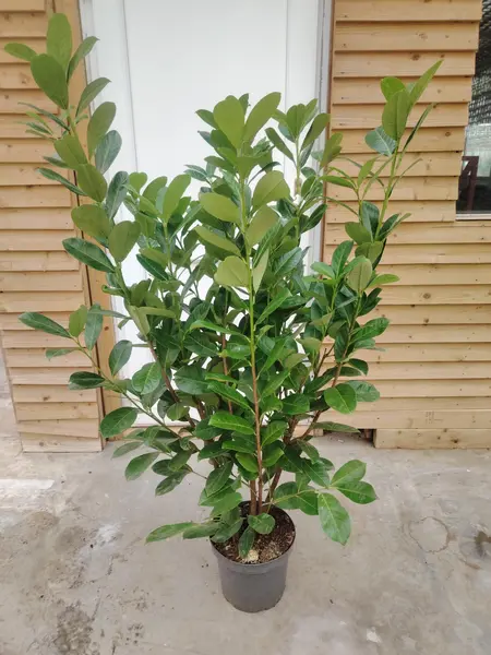 Prunus 'Rotundifolia'