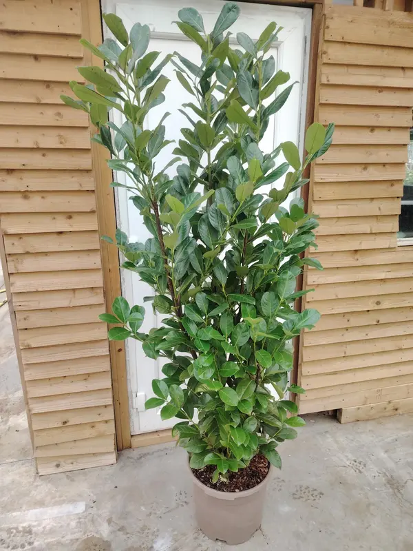 Prunus 'Rotundifolia'