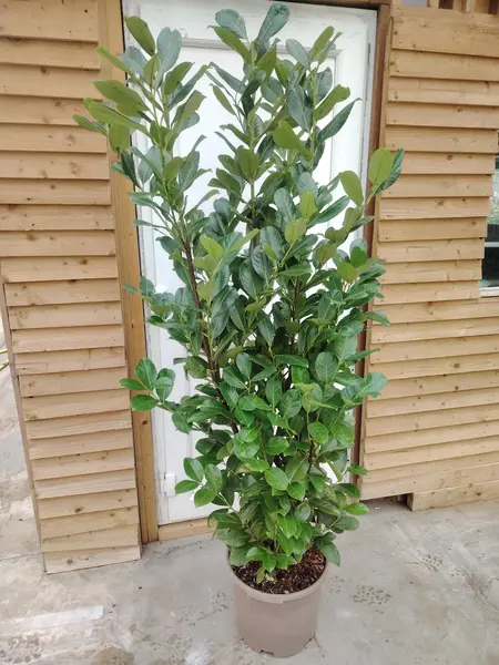 Prunus 'Rotundifolia'