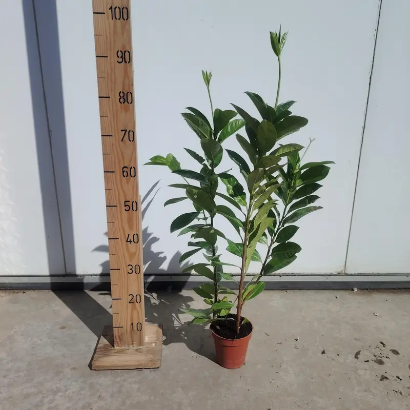 Prunus rotundifolia - image 2